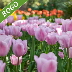 Synaeda Amor Tulip