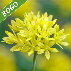 Sunny Twinkles Allium