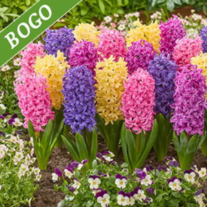 Sweet Spikes Hyacinth Mixture