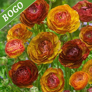 Picotee Café Ranunculus