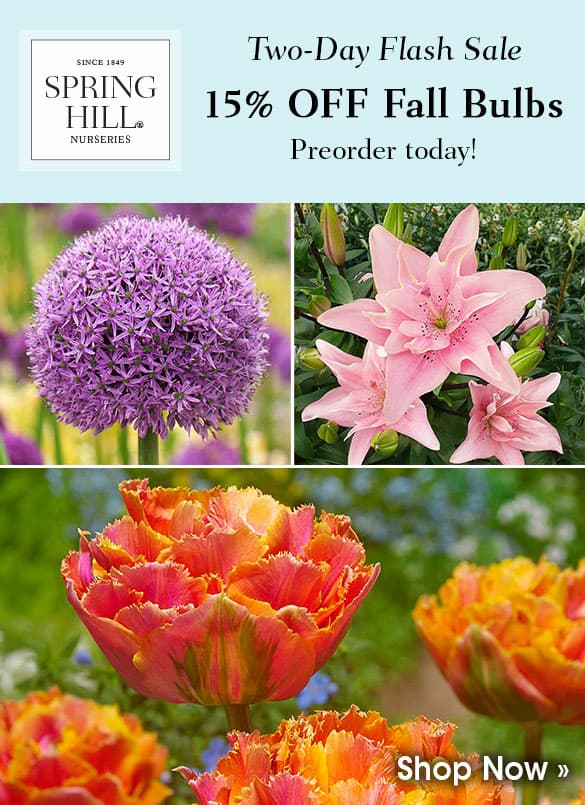 Back in Stock | Preorder Fall-Shipped Irises