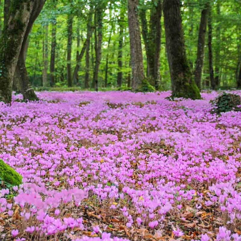 Hardy Cyclamen Hederifolium
