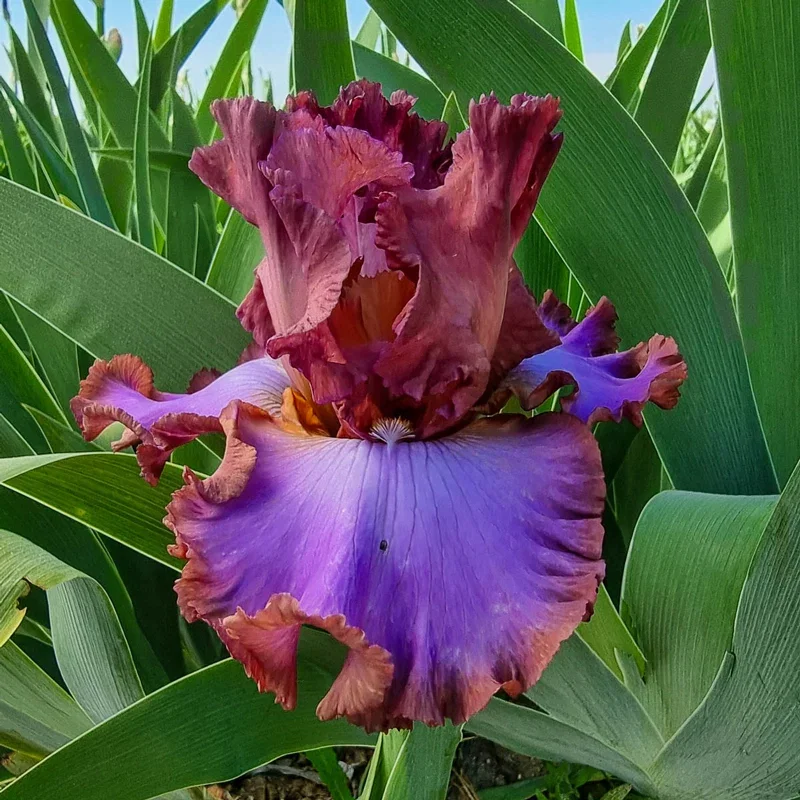 Image of House Arrest Bearded Iris