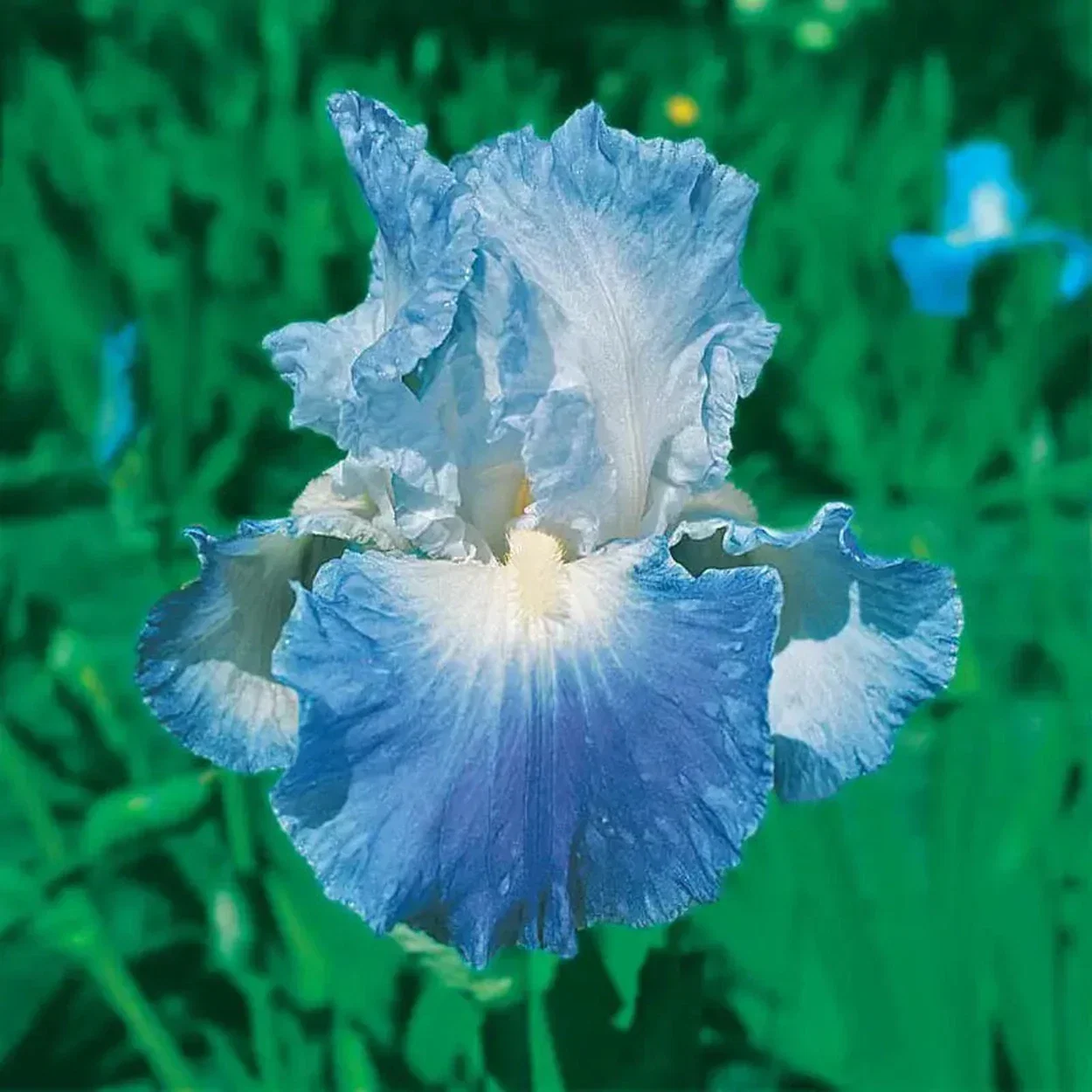 Image of Clarence Reblooming Bearded Iris