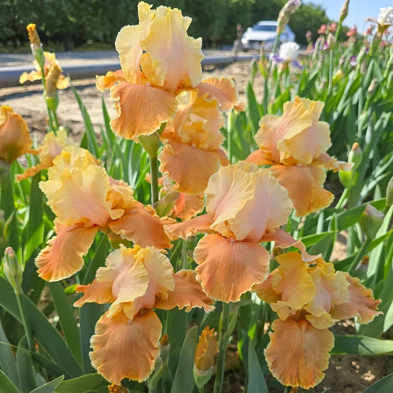 Image of Caramel Latte Reblooming Bearded Iris