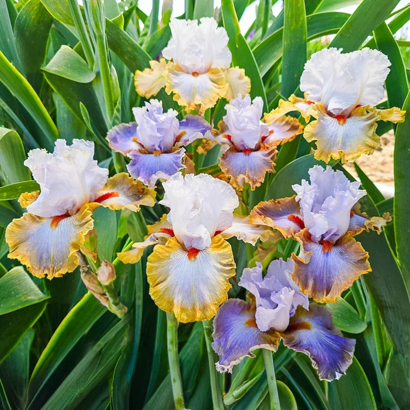 Image of Snaparazzi Bearded Iris