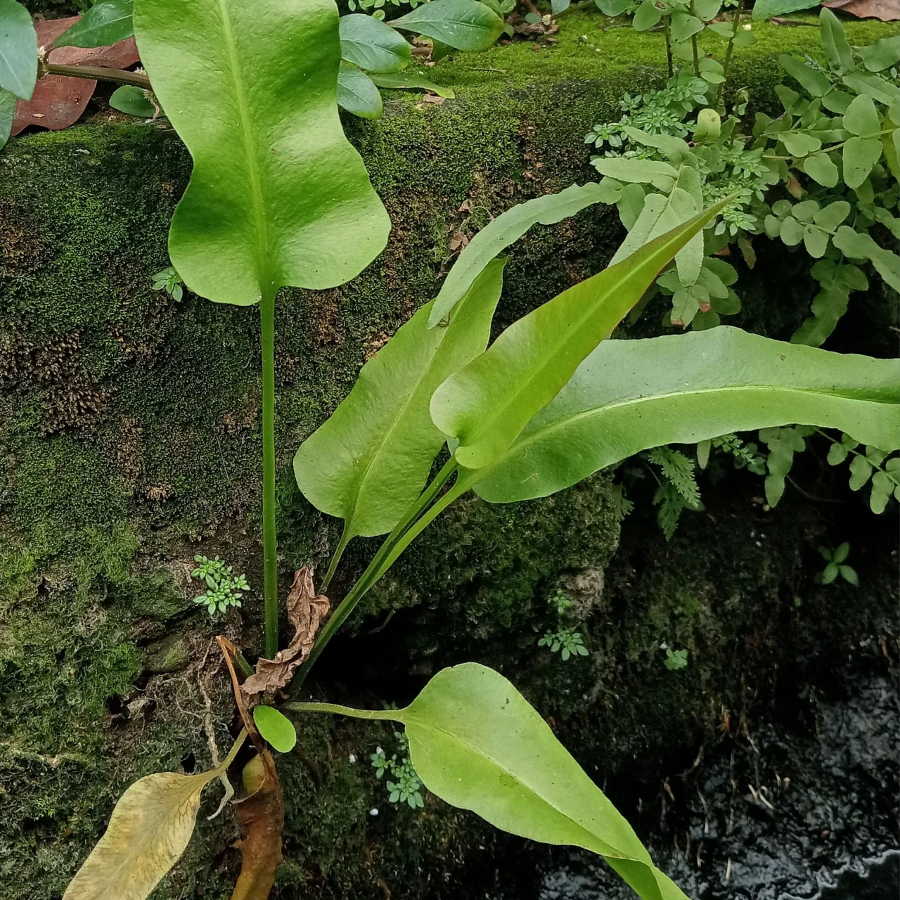 Image of Walking Fern