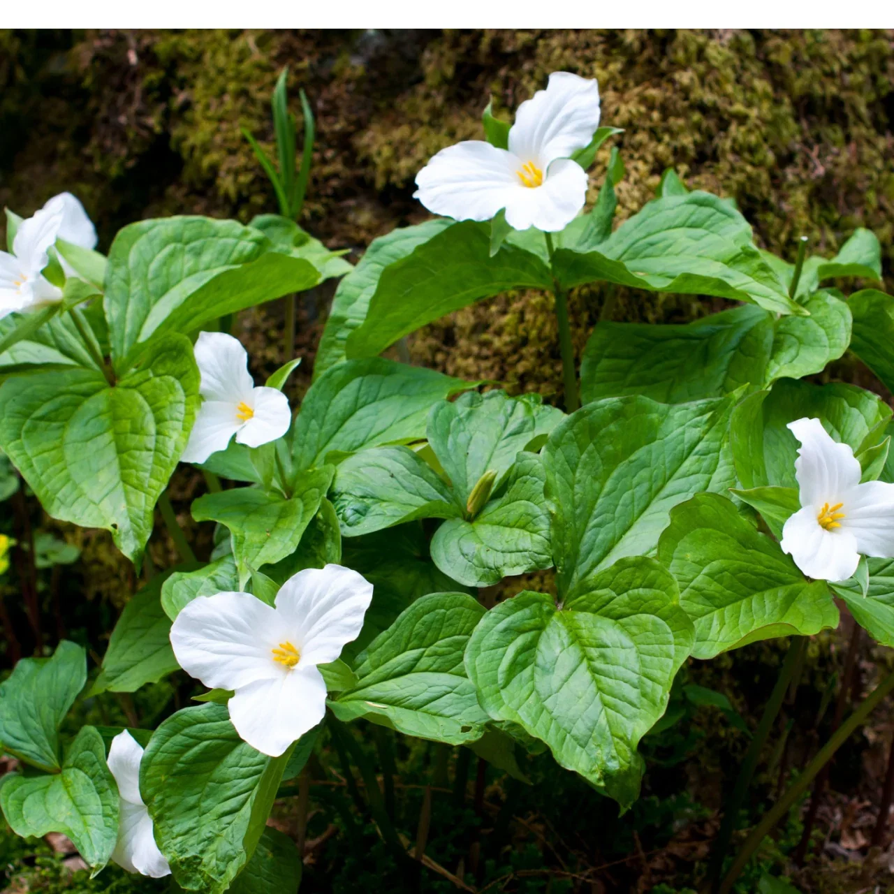 Image of White Trillium