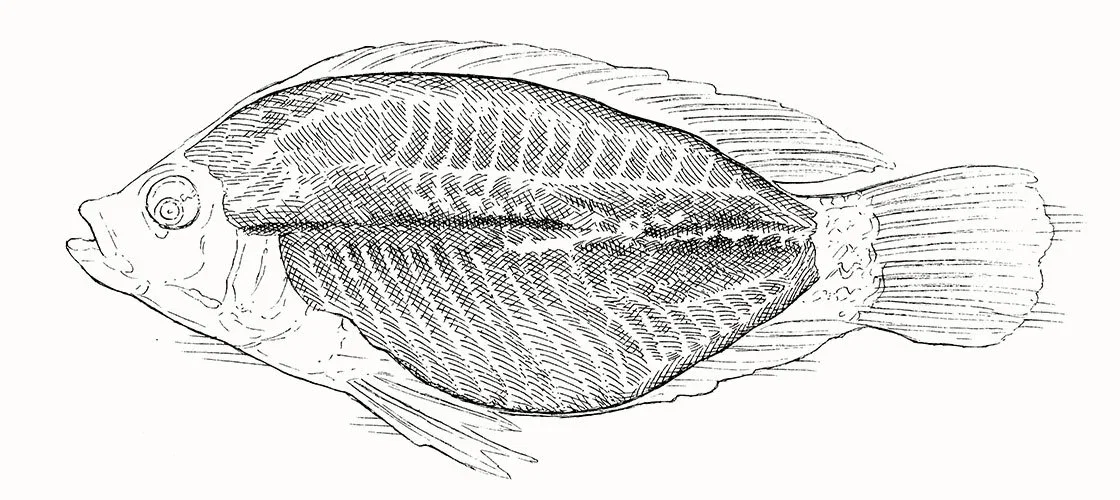 Tilapia illustration