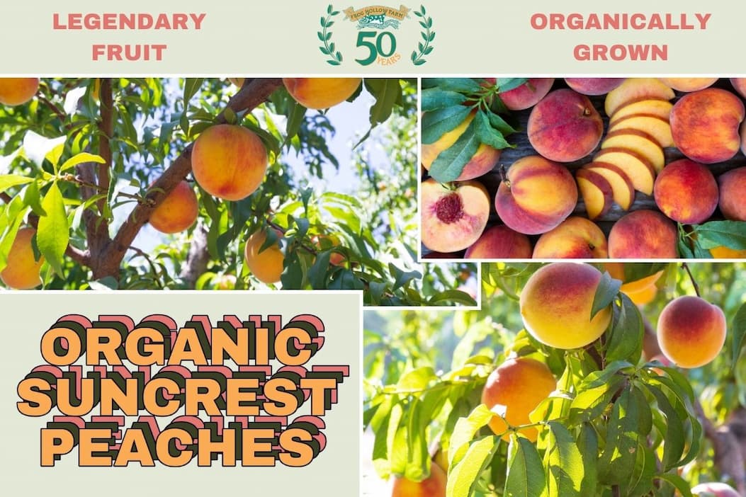 Organic Suncrest peaches