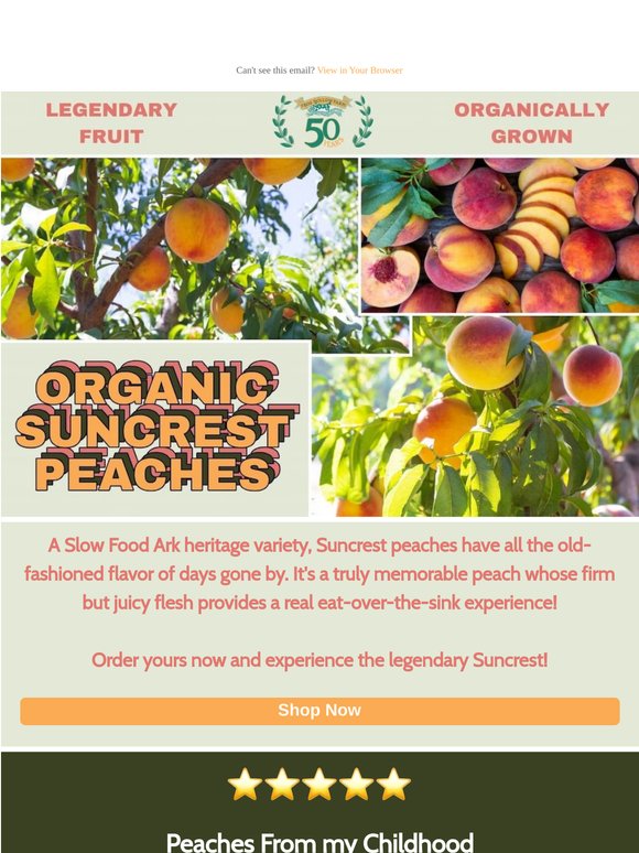 Heirloom Organic Suncrest Peaches! Harvesting Now! 🍑