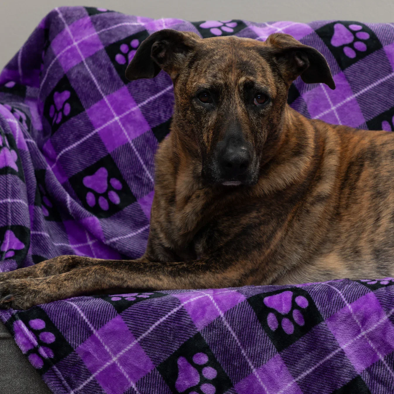 Super Cozy™ Pet Blanket