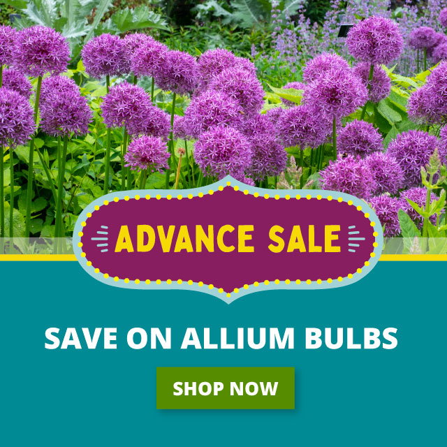 Save 25%