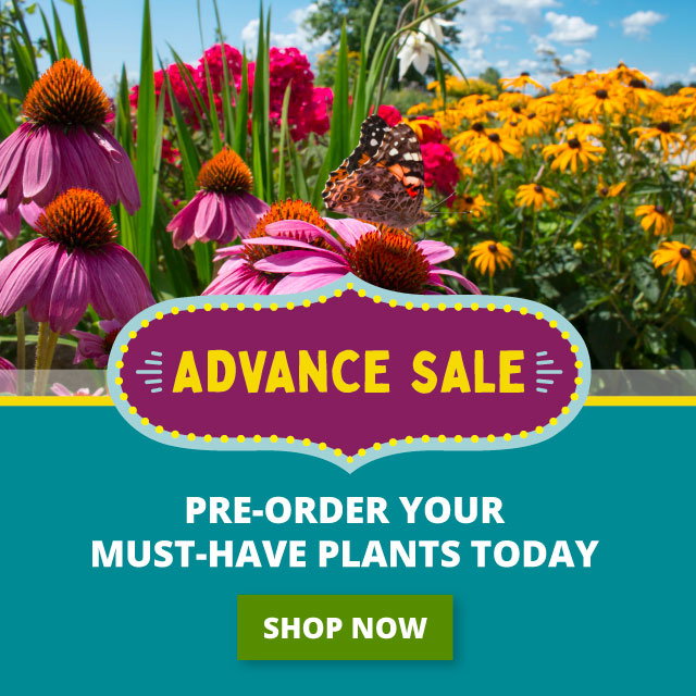 Pre-order your must have plants today
