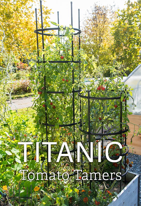 Titanic Tomato Tamers