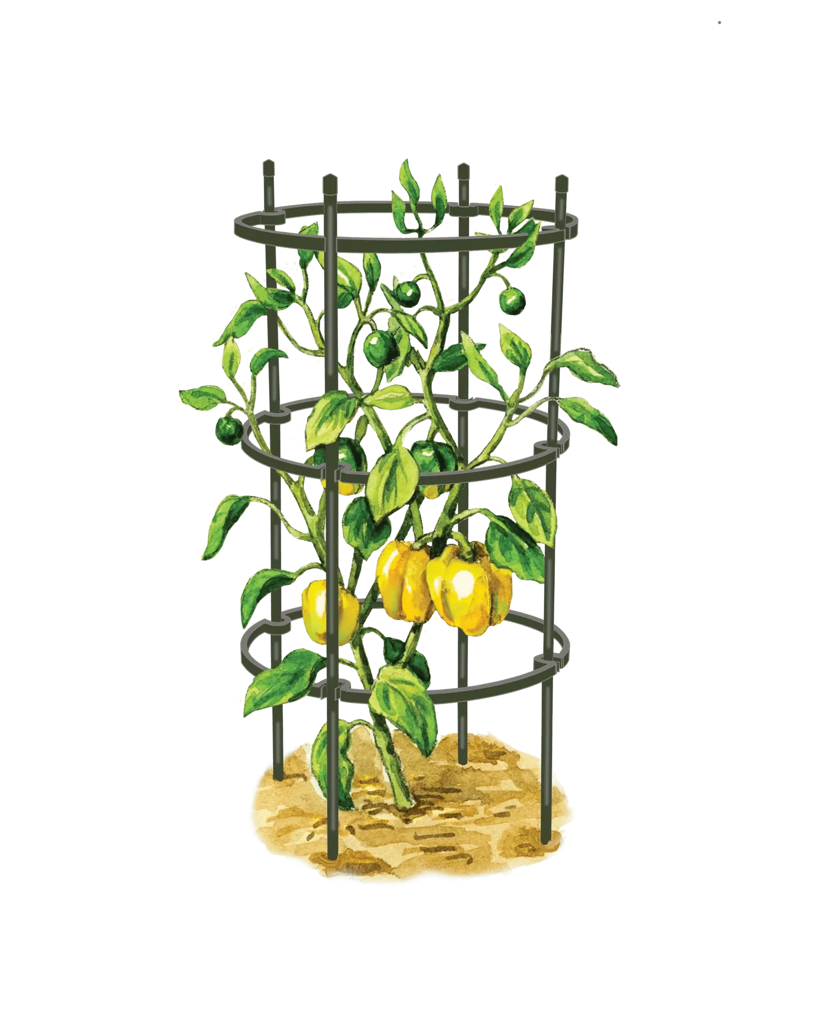 Image of Titan™ Pepper Eggplant Cages, Set of 3
