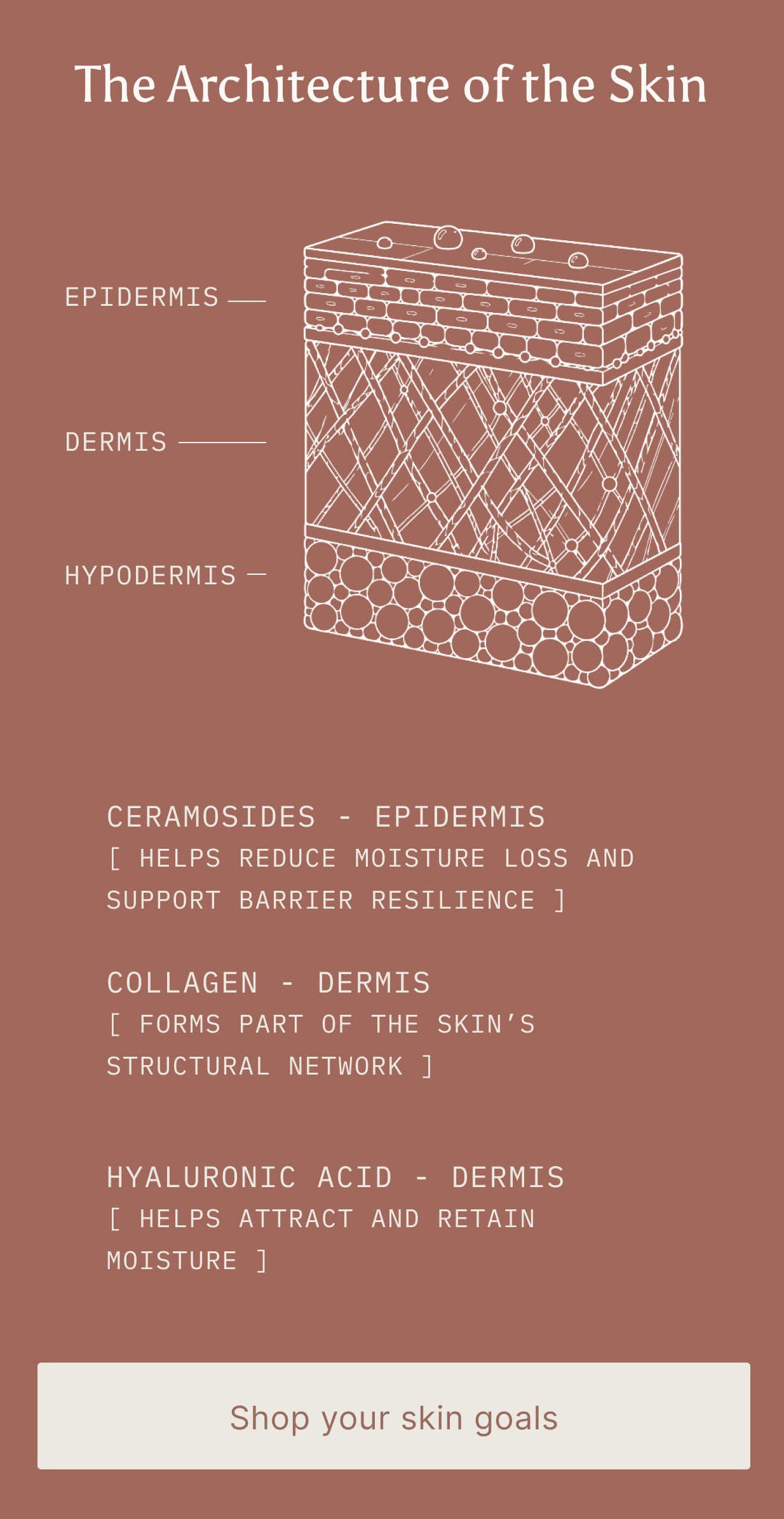The Architecture of Skin: A diagram of the epidermis, dermis and hypodermis