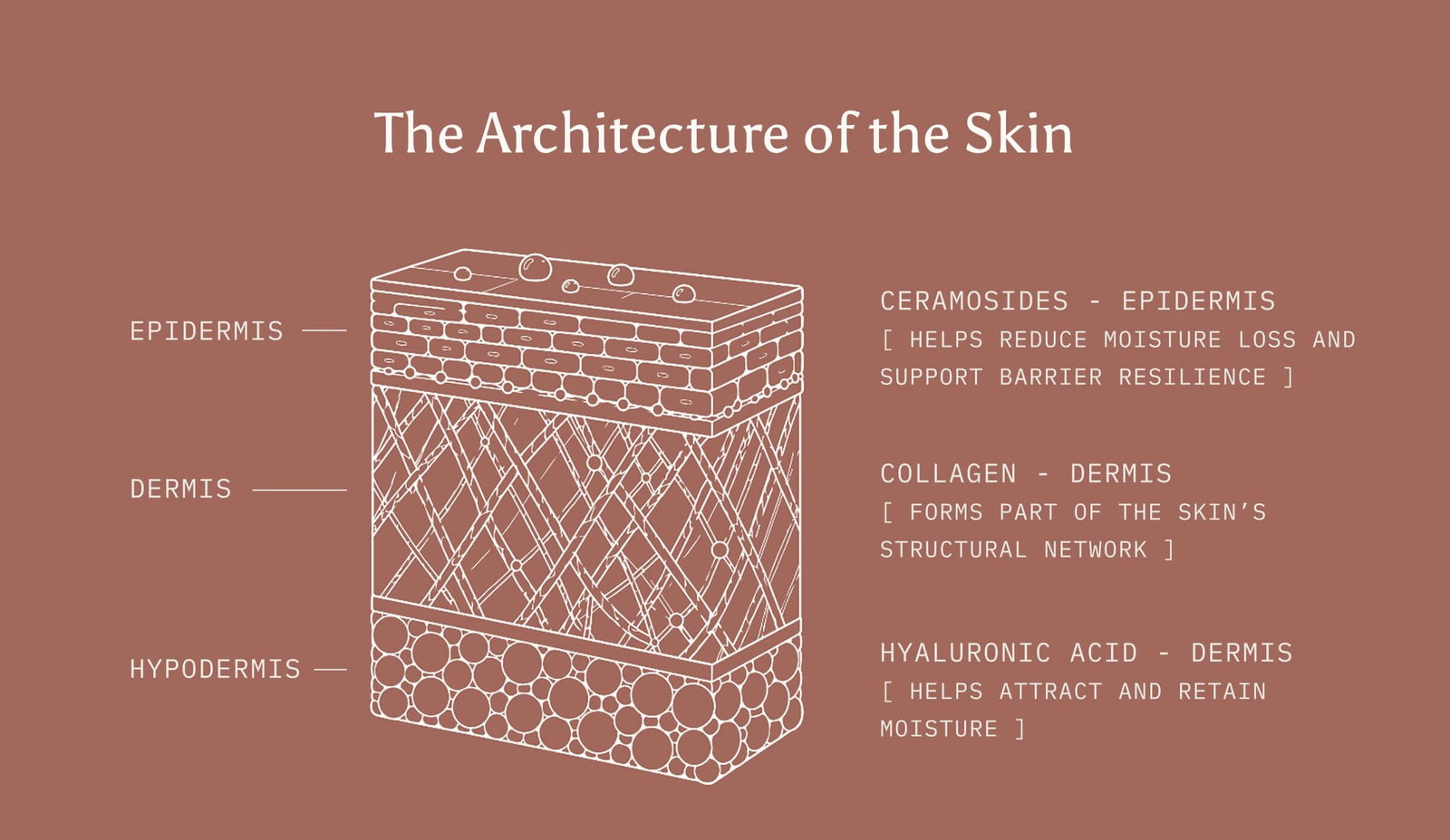 The Architecture of Skin: A diagram of the epidermis, dermis and hypodermis