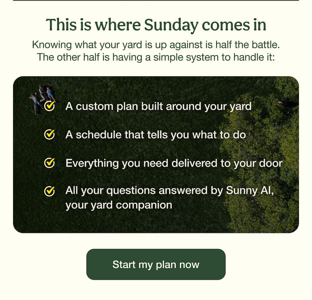 This is where Sunday comes in | Start my plan now