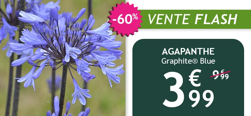 L'Agapanthe Graphite Blue est à -60% soit 3,99€ au lieu de 9,99€