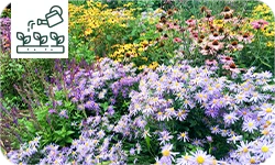 Plantes vivaces : lesquelles choisir en fonction de vos besoins ?