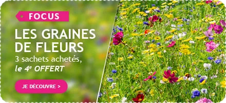 Graines de fleurs : 3 paquets achetés le 4ème offert !