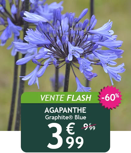 L'agapanthe Graphite Blue est à 3.99€ au lieu de 9.99€ pendant deux jours !