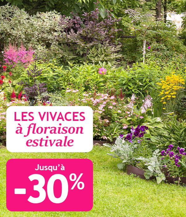 Jusqu'à -30% : vivaces à floraison estivale