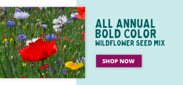 All Annual Bold Color Wildflower Seed Mix