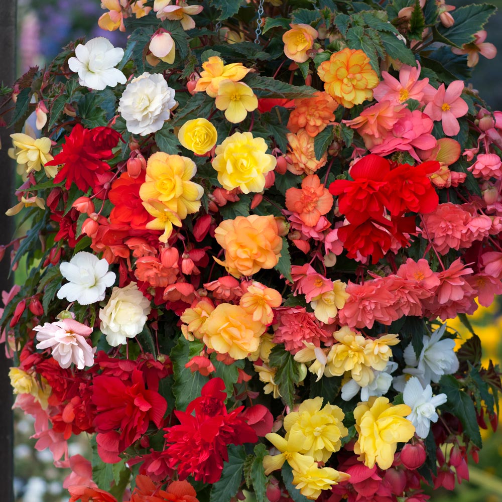 Begonia 'Illumination Mixed'