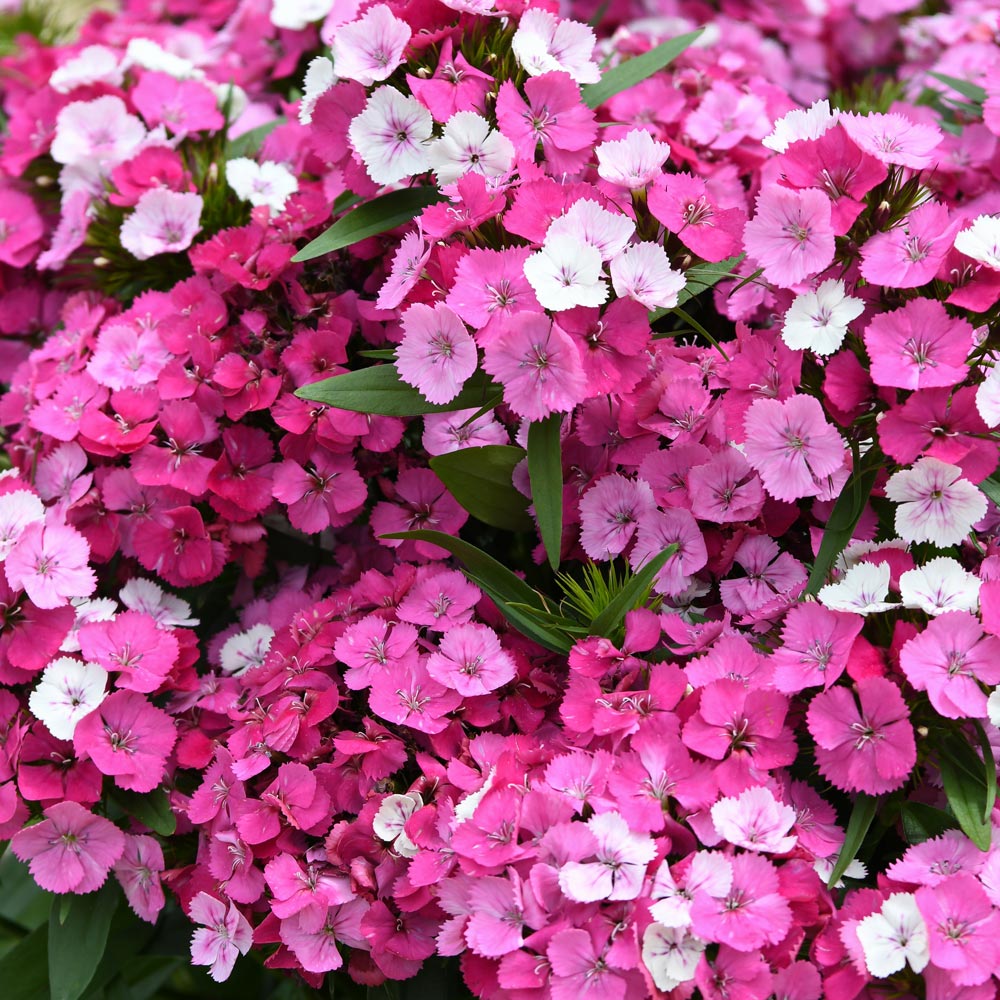 Dianthus 'Dart Pink Magician'