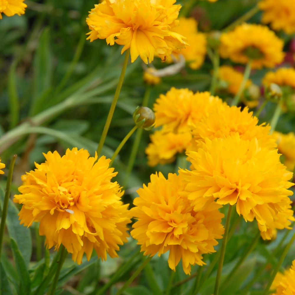 Coreopsis 'Golden Joy'