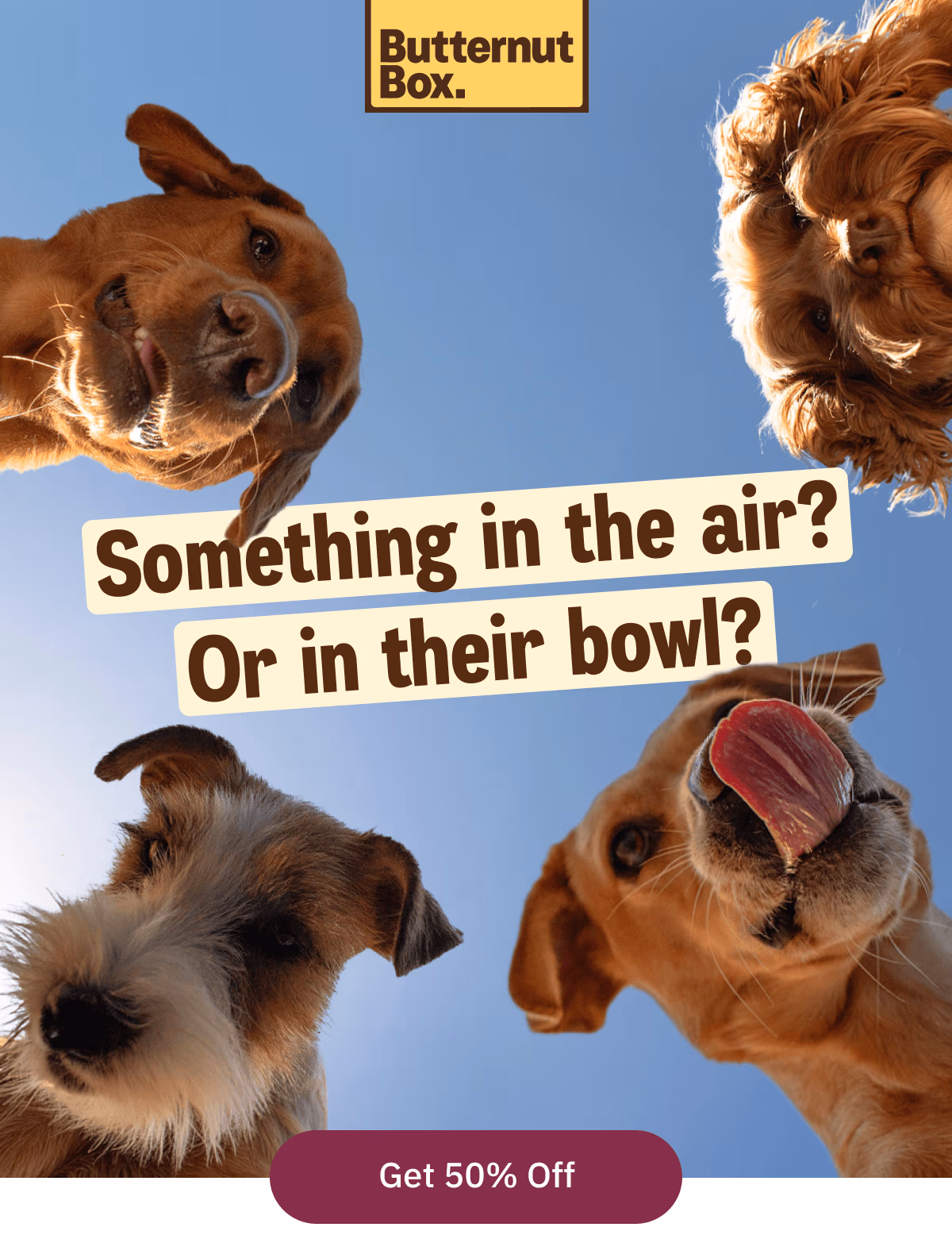 Something in the air? Or in their bowl? Get 50% off.