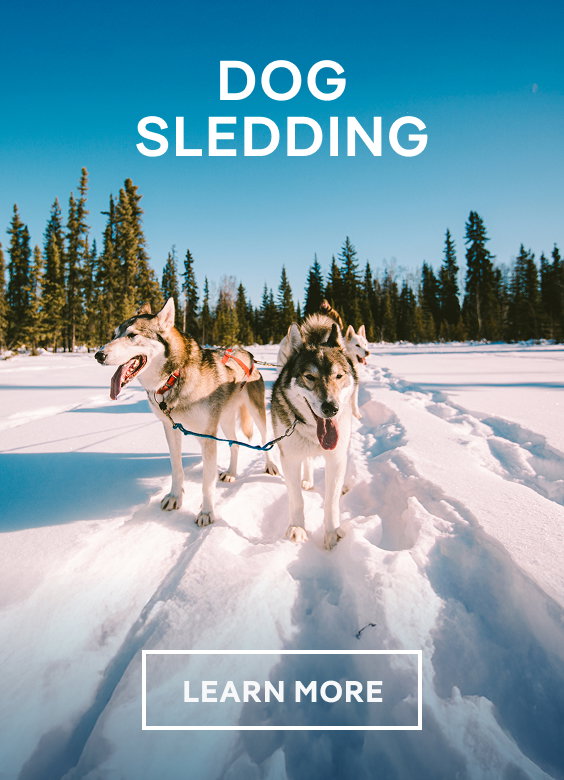 Dog Sledding – Click to View Cruises & Book Now