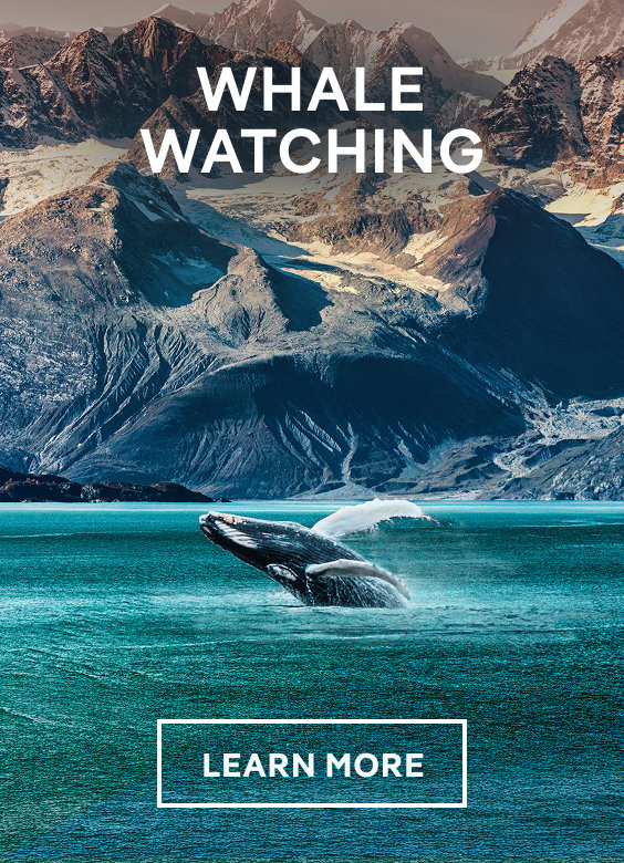 Whale Watching – Click to View Cruises & Book Now