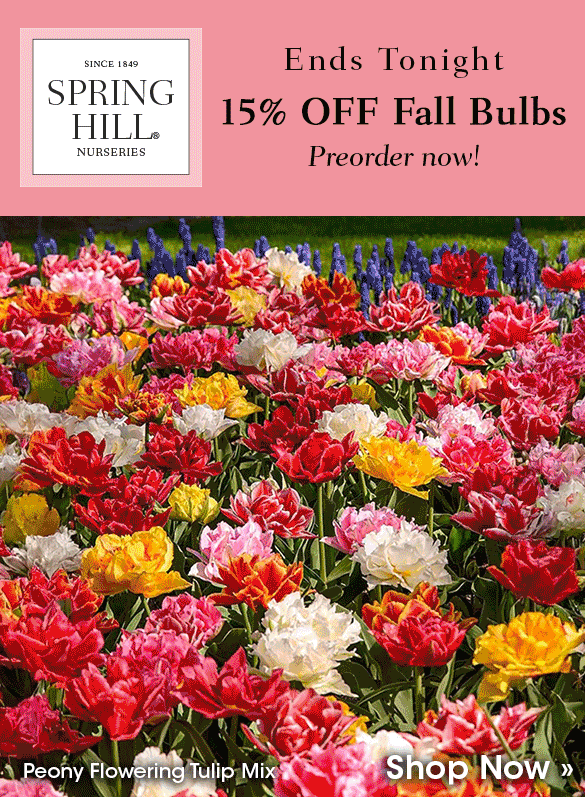 Back in Stock | Preorder Fall-Shipped Irises