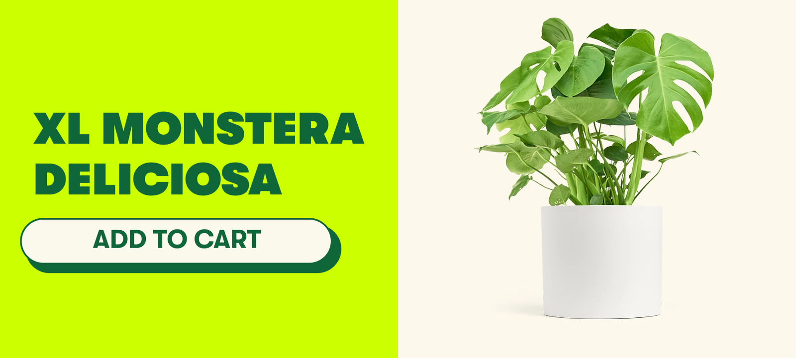 XL Monstera Deliciosa