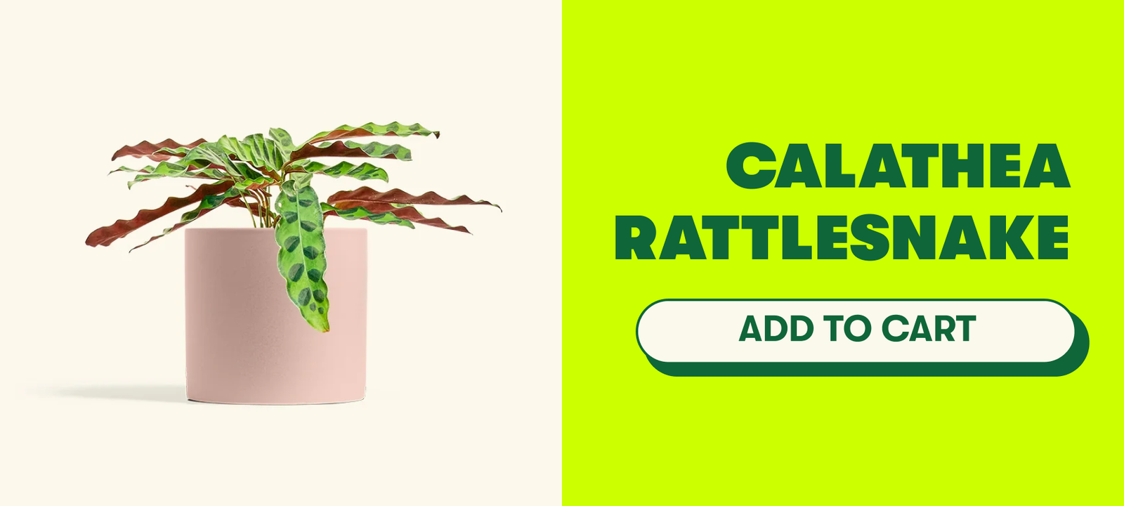 Calathea Rattlesnake