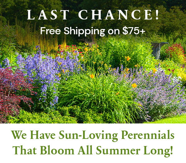 Free Shipping on $75