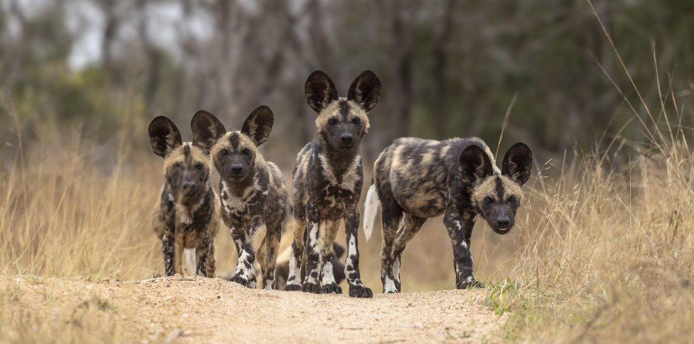 Pack of African wild dogs on the move