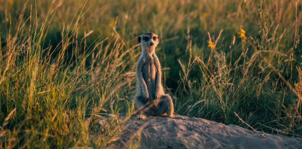 Curious meerkat standing upright in the Makgadikgadi Pans
