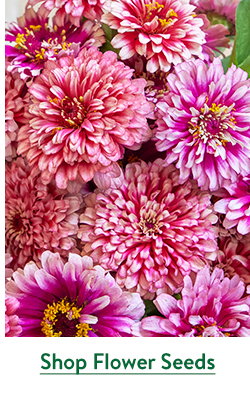 Flower Seeds to Sow Now