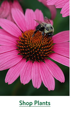 Last Call For Spring Plants