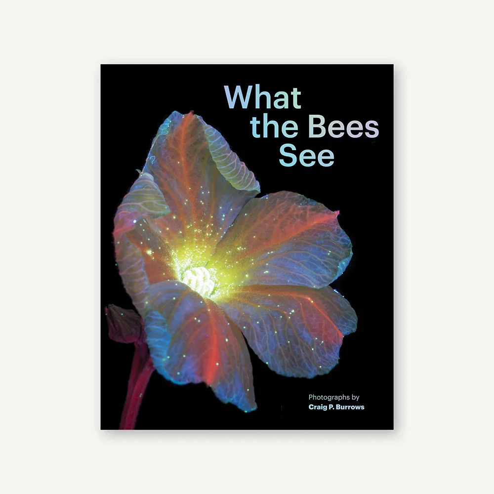 Image of What the Bees See