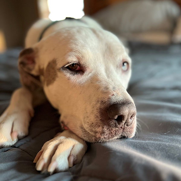 shelter dog in need