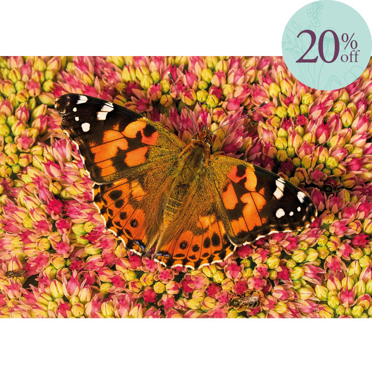 Painted Lady butterfly
