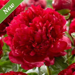 Christmas Velvet Peony