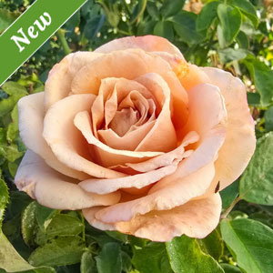 Honey Dijon™ Grandiflora Rose