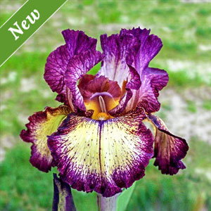 Innocent Star Reblooming Bearded Iris
