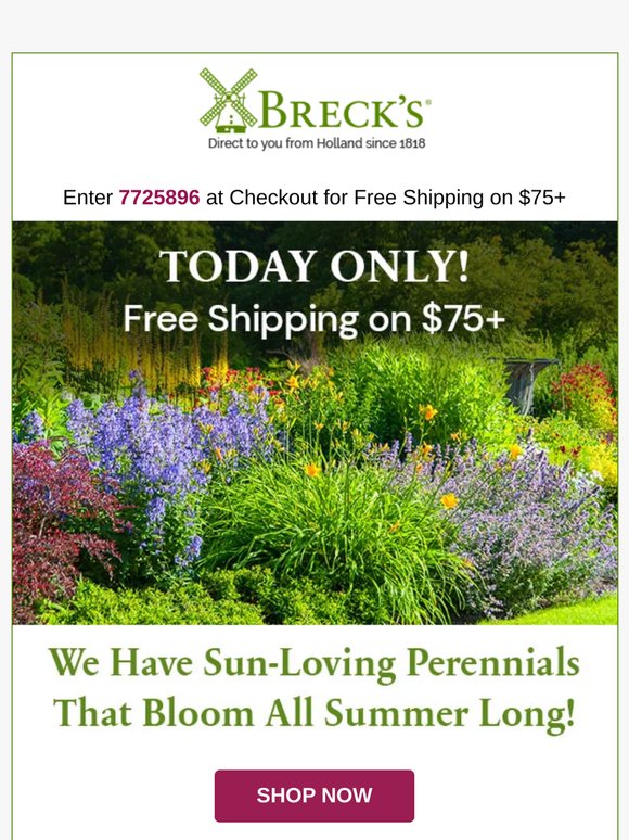 🌞 These Sun Perennials Are Staples of Summer Gardens